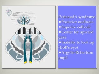 Parinaud’s syndrome
•Posterior midbrain
•Superior colliculi
•Center for upward
gaze
•Inability to look up
(Doll’s eye)
•Argylle-Robertson
pupil
 