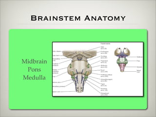 Brainstem Anatomy



Midbrain
 Pons
Medulla
 