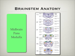 Brainstem Anatomy



Midbrain
 Pons
Medulla
 