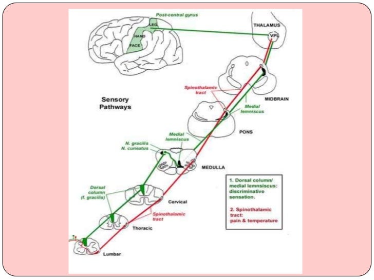 brain stem lesion symptoms Brain stem lessions in sensory symptoms brain stem lesion symptoms Brain stem lessions in sensory symptoms