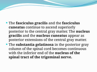  The fasciculus gracilis and the fasciculus
cuneatus continue to ascend superiorly
posterior to the central gray matter. The nucleus
gracilis and the nucleus cuneatus appear as
posterior extensions of the central gray matter.
 The substantia gelatinosa in the posterior gray
column of the spinal cord becomes continuous
with the inferior end of the nucleus of the
spinal tract of the trigeminal nerve.
 