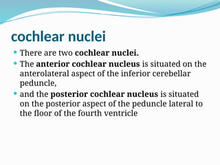 cochlear nuclei
 There are two cochlear nuclei.
 The anterior cochlear nucleus is situated on the
anterolateral aspect of the inferior cerebellar
peduncle,
 and the posterior cochlear nucleus is situated
on the posterior aspect of the peduncle lateral to
the floor of the fourth ventricle
 