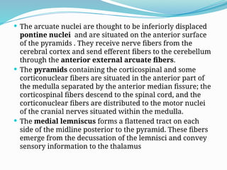  The arcuate nuclei are thought to be inferiorly displaced
pontine nuclei and are situated on the anterior surface
of the pyramids . They receive nerve fibers from the
cerebral cortex and send efferent fibers to the cerebellum
through the anterior external arcuate fibers.
 The pyramids containing the corticospinal and some
corticonuclear fibers are situated in the anterior part of
the medulla separated by the anterior median fissure; the
corticospinal fibers descend to the spinal cord, and the
corticonuclear fibers are distributed to the motor nuclei
of the cranial nerves situated within the medulla.
 The medial lemniscus forms a flattened tract on each
side of the midline posterior to the pyramid. These fibers
emerge from the decussation of the lemnisci and convey
sensory information to the thalamus
 