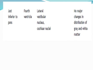 brainstem,medulla.pptx......................