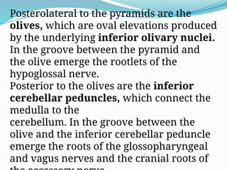 Posterolateral to the pyramids are the
olives, which are oval elevations produced
by the underlying inferior olivary nuclei.
In the groove between the pyramid and
the olive emerge the rootlets of the
hypoglossal nerve.
Posterior to the olives are the inferior
cerebellar peduncles, which connect the
medulla to the
cerebellum. In the groove between the
olive and the inferior cerebellar peduncle
emerge the roots of the glossopharyngeal
and vagus nerves and the cranial roots of
 