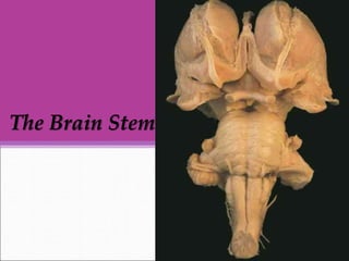 The Brain Stem
 