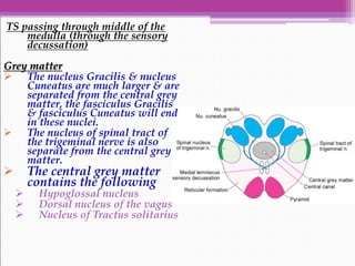 TS passing through middle of the
medulla (through the sensory
decussation)
Grey matter
 The nucleus Gracilis & nucleus
Cuneatus are much larger & are
separated from the central grey
matter, the fasciculus Gracilis
& fasciculus Cuneatus will end
in these nuclei.
 The nucleus of spinal tract of
the trigeminal nerve is also
separate from the central grey
matter.
 The central grey matter
contains the following
 Hypoglossal nucleus
 Dorsal nucleus of the vagus
 Nucleus of Tractus solitarius
 