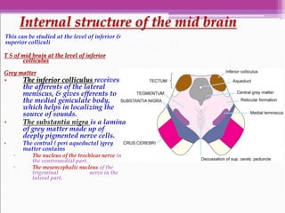 Brain stem New.ppsx
