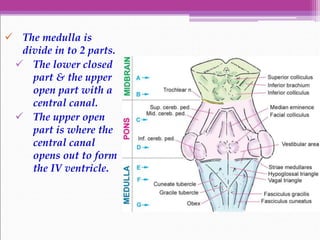  The medulla is
divide in to 2 parts.
 The lower closed
part & the upper
open part with a
central canal.
 The upper open
part is where the
central canal
opens out to form
the IV ventricle.
 