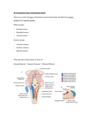 Brainstem Nuclei notes - A notes of brainstem nuclei by functions | PDF