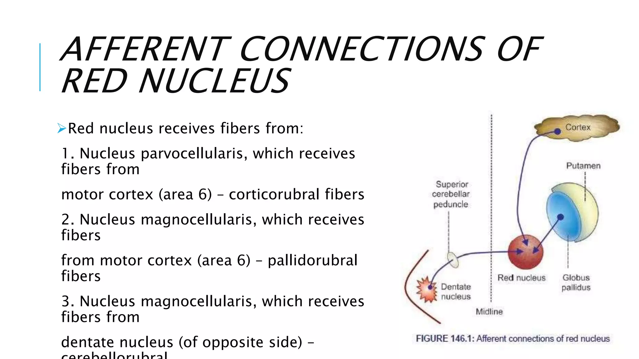 Brainstem Physiology | PPTX