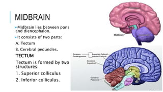 Brainstem Physiology | PPTX