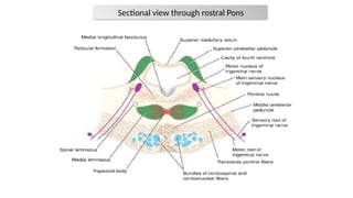 Comprehensive Brain Stem Anatomy: Pons and Midbrain Detailed Study | PPTX