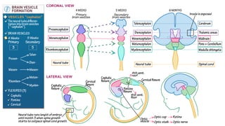 Comprehensive Brain Stem Anatomy: Pons and Midbrain Detailed Study | PPTX