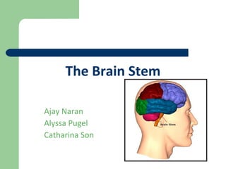 The Brain Stem Ajay Naran Alyssa Pugel Catharina Son 