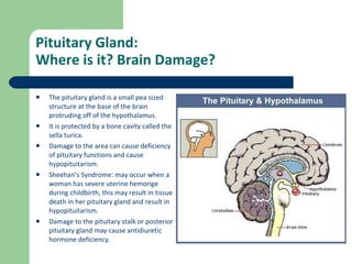 Brain Stem Project | PPT