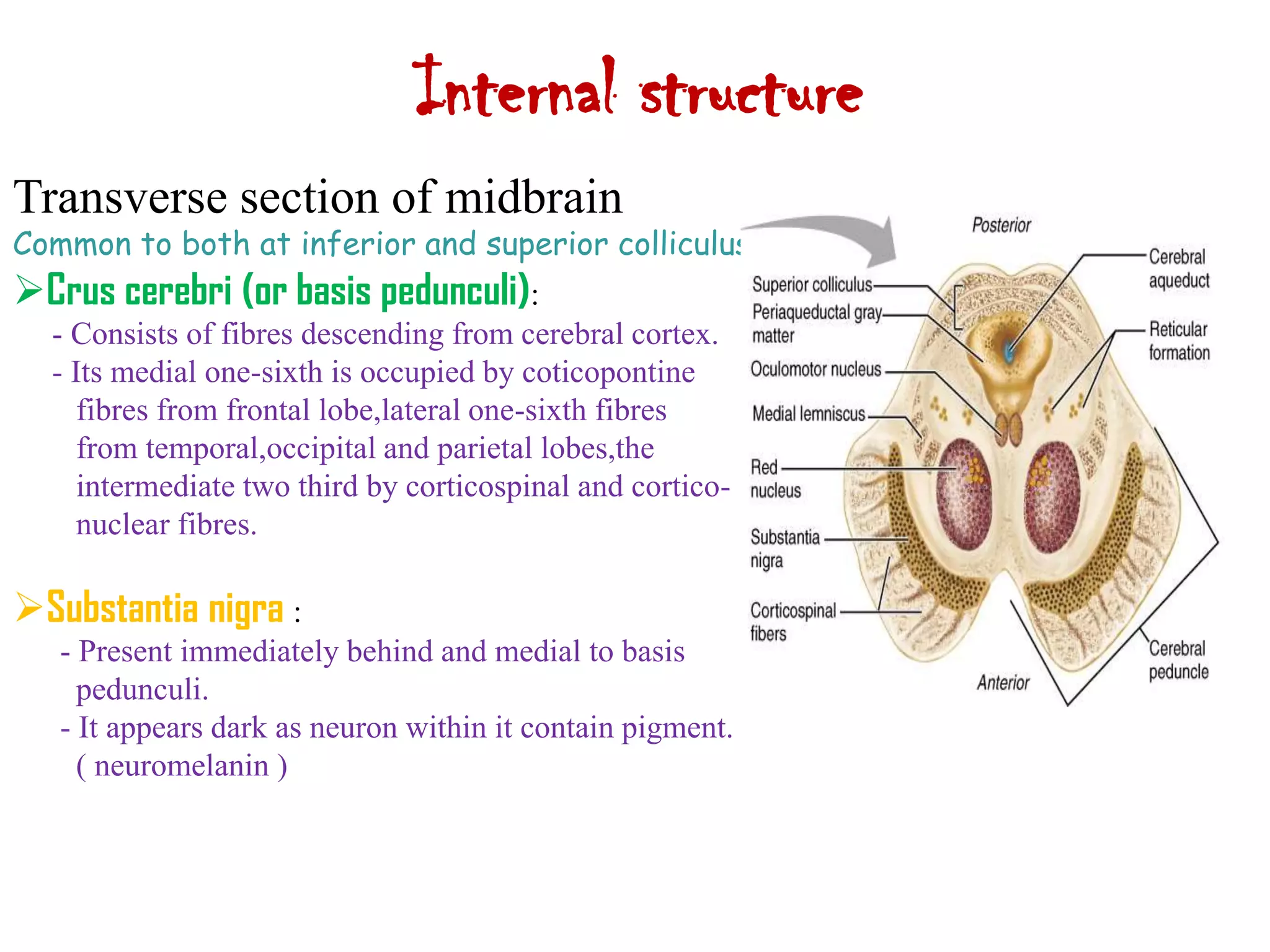 Internal structure
Transverse section of midbrain
Common to both at inferior and superior colliculus:
Crus cerebri (or basis pedunculi):
  - Consists of fibres descending from cerebral cortex.
  - Its medial one-sixth is occupied by coticopontine
     fibres from frontal lobe,lateral one-sixth fibres
     from temporal,occipital and parietal lobes,the
     intermediate two third by corticospinal and cortico-
     nuclear fibres.

Substantia nigra :
   - Present immediately behind and medial to basis
     pedunculi.
   - It appears dark as neuron within it contain pigment.
     ( neuromelanin )
 