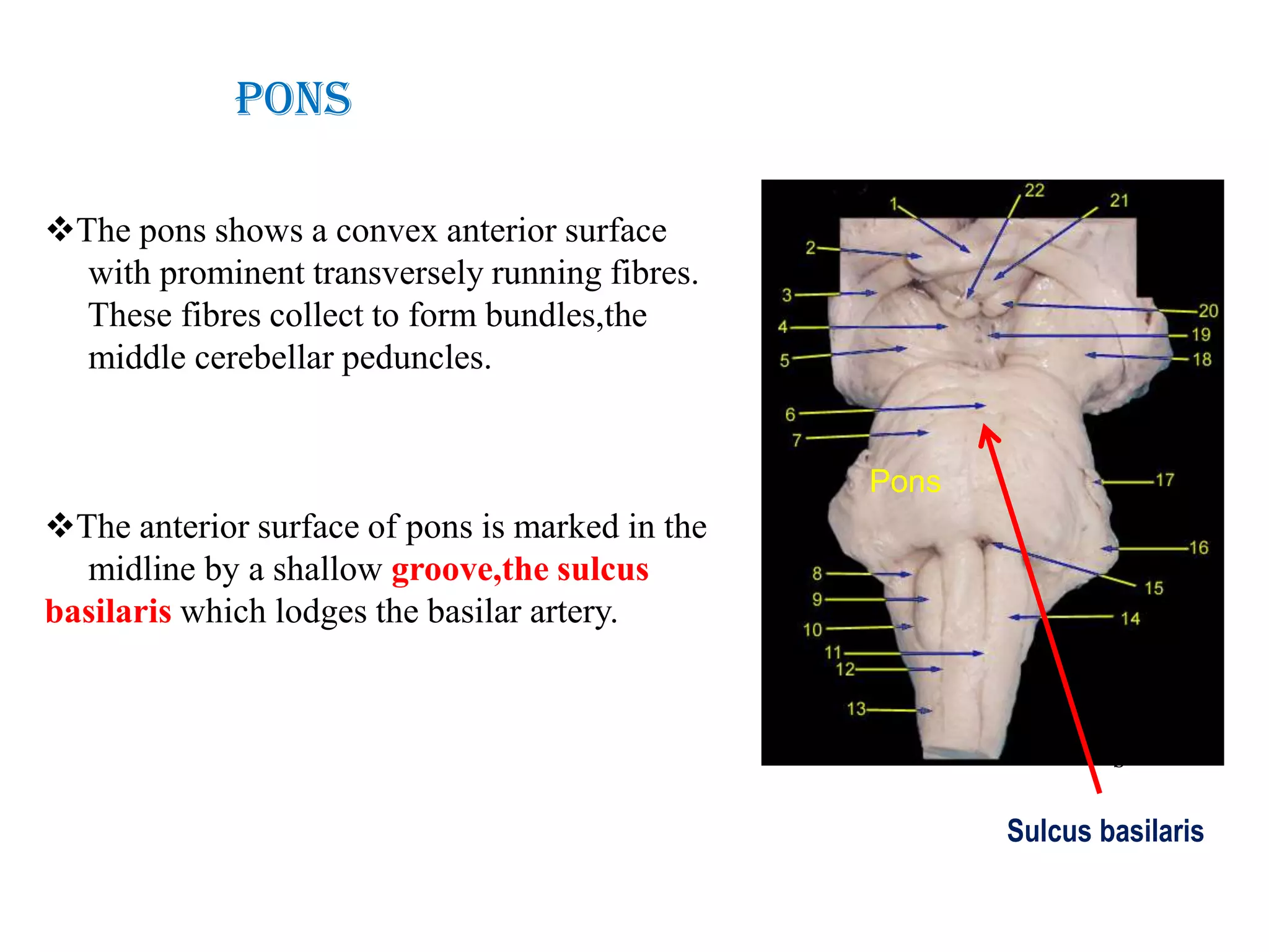 Pons

The pons shows a convex anterior surface
  with prominent transversely running fibres.
  These fibres collect to form bundles,the
  middle cerebellar peduncles.


                                                 Pons
The anterior surface of pons is marked in the
  midline by a shallow groove,the sulcus
basilaris which lodges the basilar artery.



                                                                s

                                                        Sulcus basilaris
 