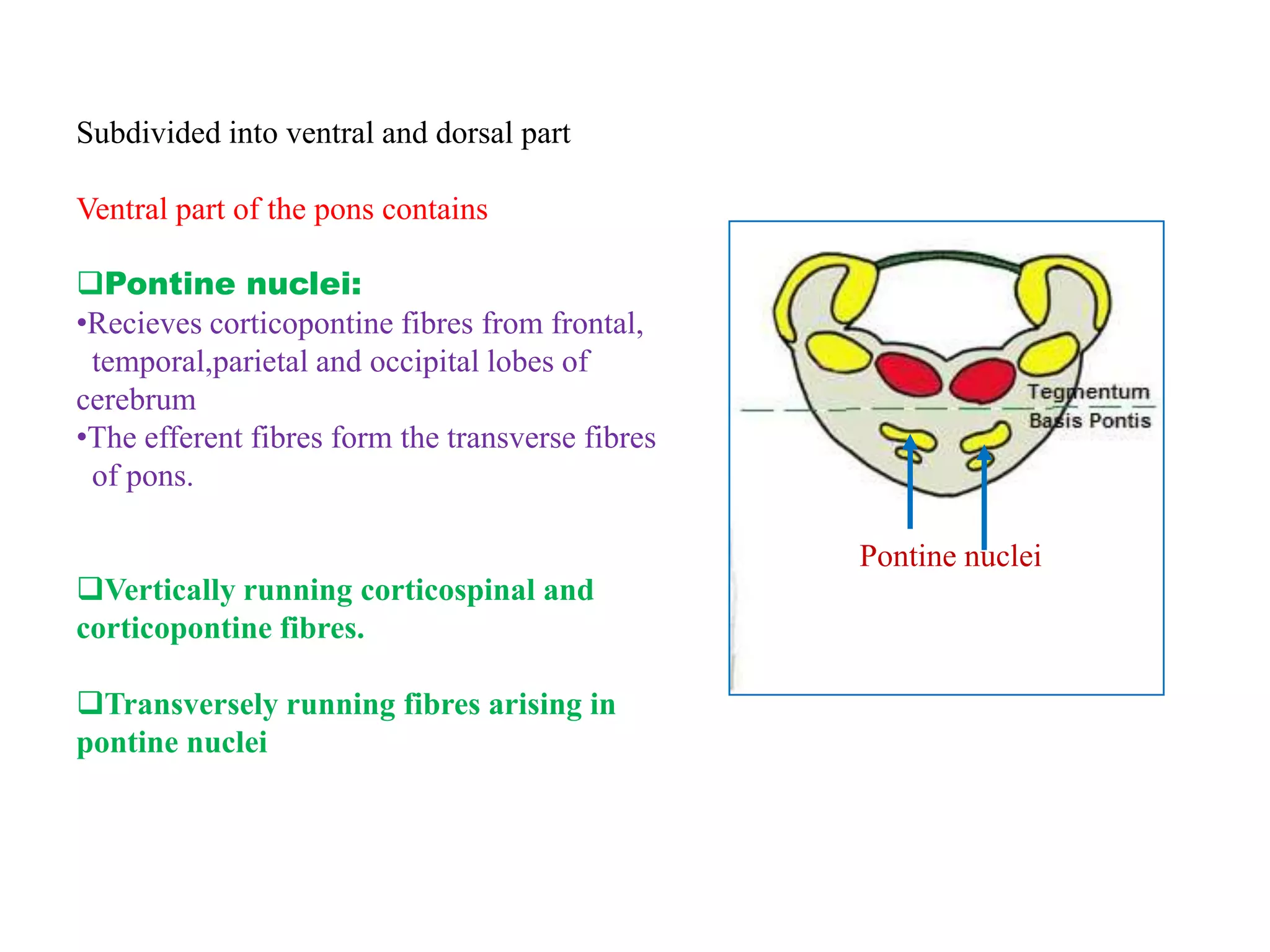 Subdivided into ventral and dorsal part

Ventral part of the pons contains

Pontine nuclei:
•Recieves corticopontine fibres from frontal,
 temporal,parietal and occipital lobes of
cerebrum
•The efferent fibres form the transverse fibres
 of pons.

                                                  Pontine nuclei
Vertically running corticospinal and
corticopontine fibres.

Transversely running fibres arising in
pontine nuclei
 