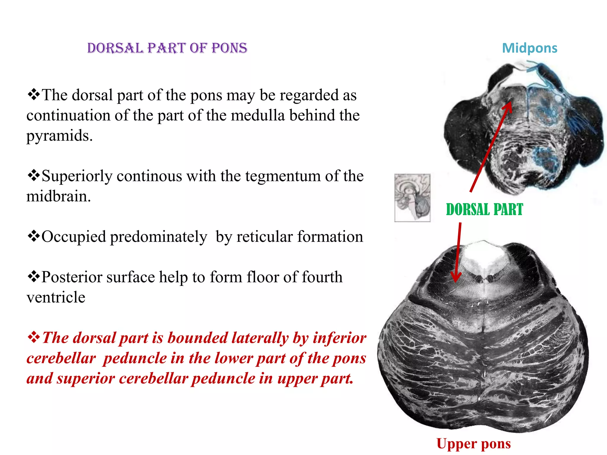 Dorsal part of pons                                 Midpons


The dorsal part of the pons may be regarded as
continuation of the part of the medulla behind the
pyramids.

Superiorly continous with the tegmentum of the
midbrain.
                                                      DORSAL PART
Occupied predominately by reticular formation

Posterior surface help to form floor of fourth
ventricle

The dorsal part is bounded laterally by inferior
cerebellar peduncle in the lower part of the pons
and superior cerebellar peduncle in upper part.


                                                     Upper pons
 
