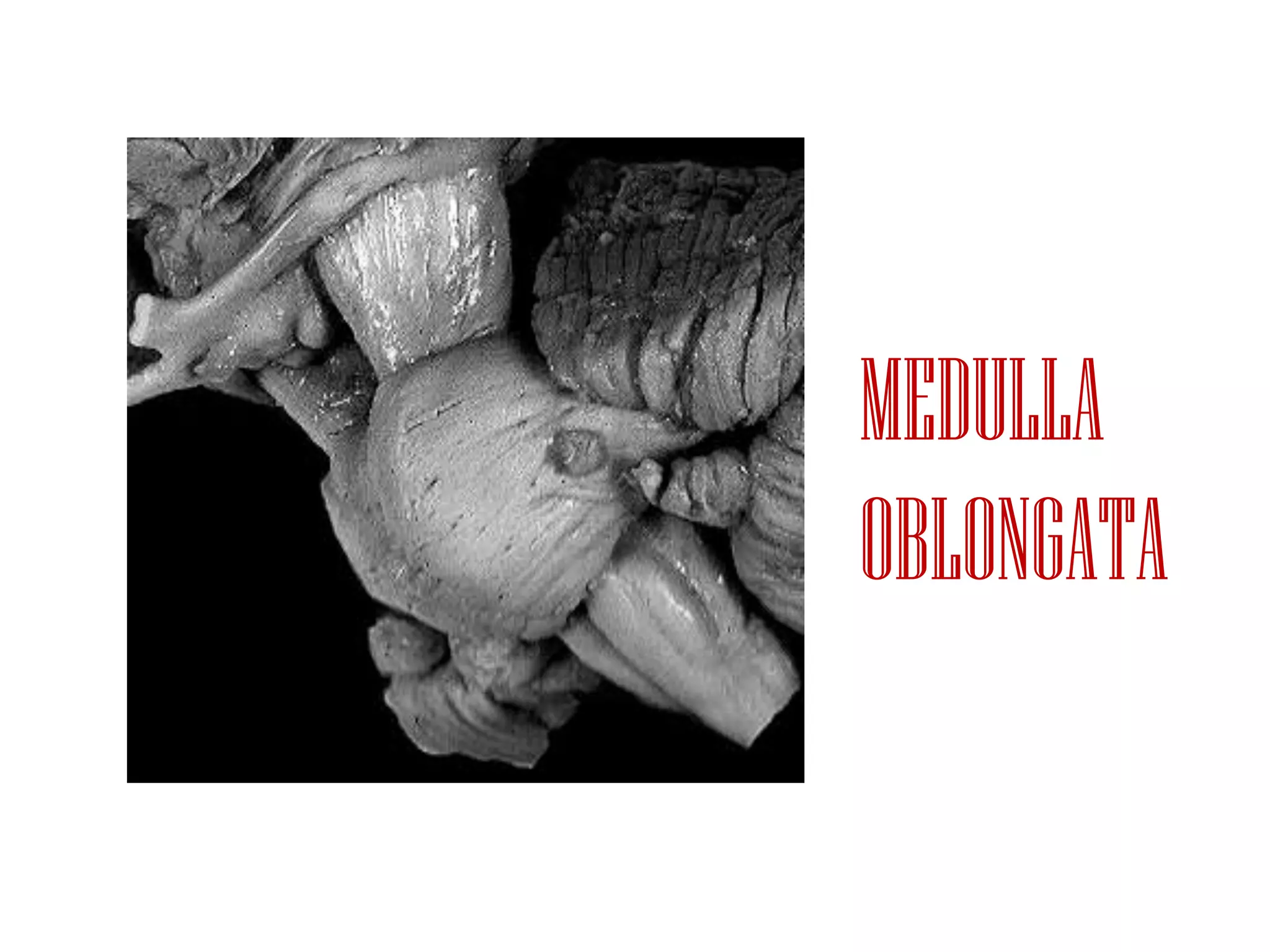 MEDULLA
OBLONGATA
 