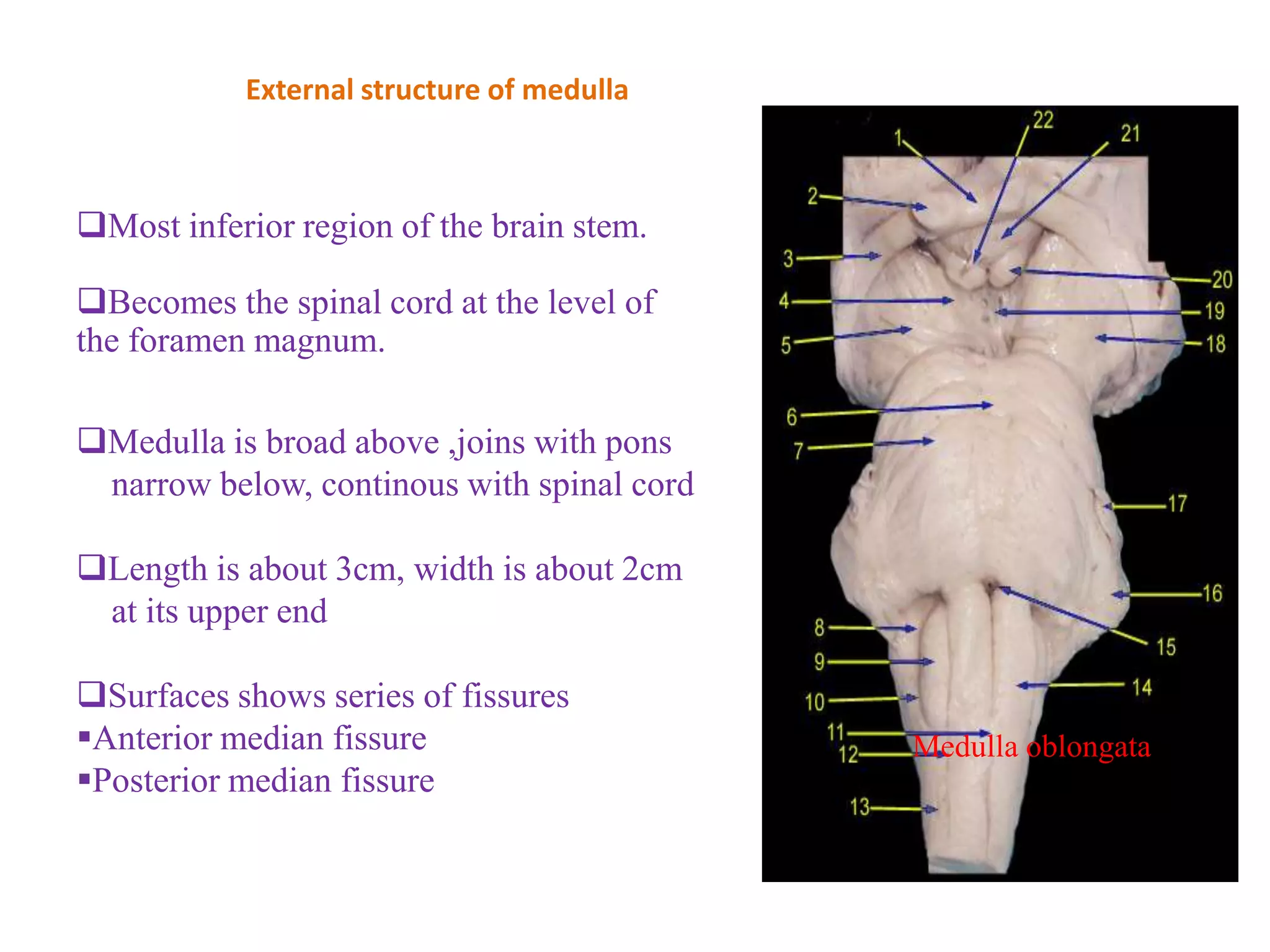 External structure of medulla



Most inferior region of the brain stem.

Becomes the spinal cord at the level of
the foramen magnum.

Medulla is broad above ,joins with pons
 narrow below, continous with spinal cord

Length is about 3cm, width is about 2cm
 at its upper end

Surfaces shows series of fissures
Anterior median fissure                    Medulla oblongata
Posterior median fissure
 
