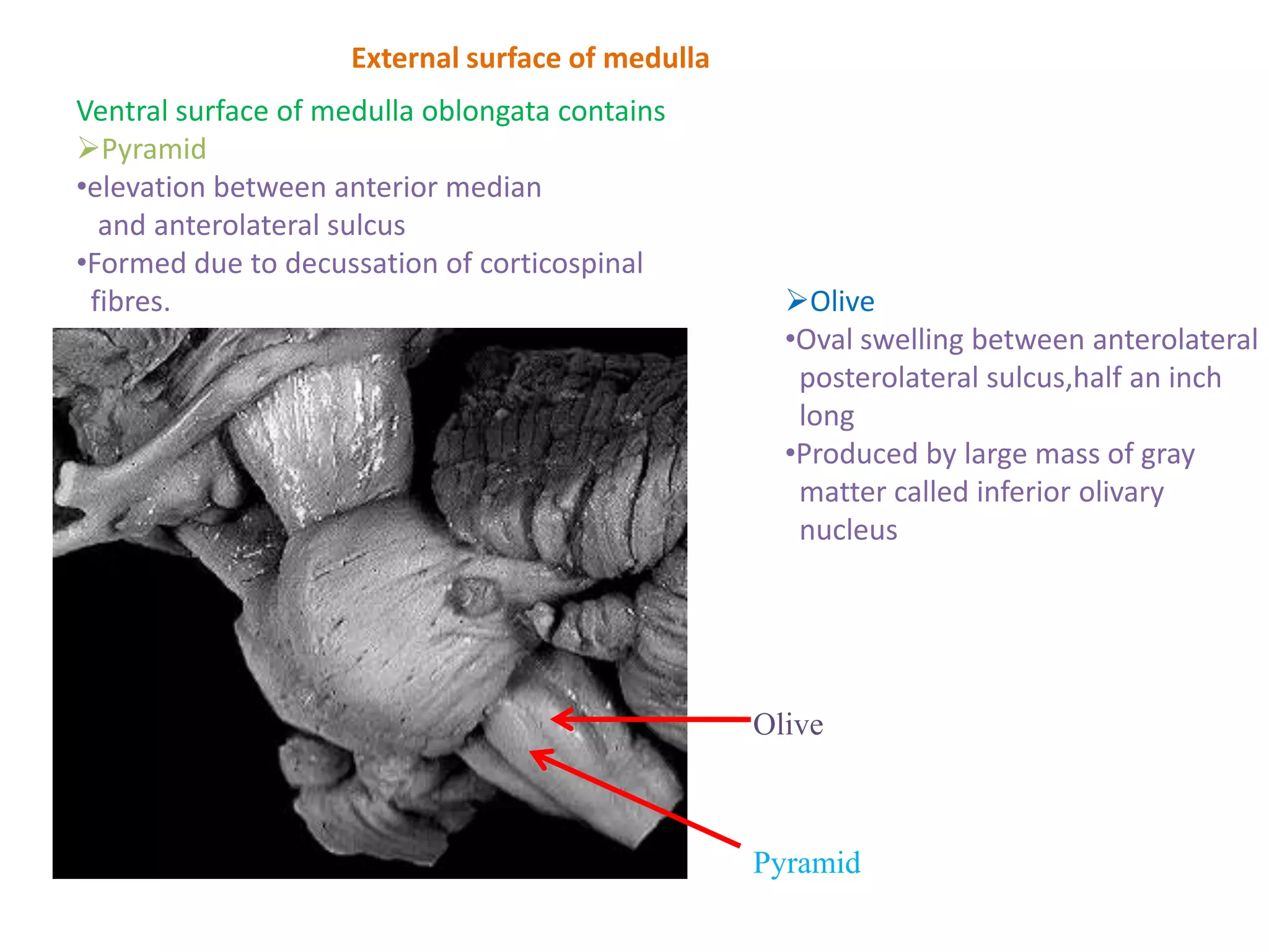 External surface of medulla
Ventral surface of medulla oblongata contains
Pyramid
•elevation between anterior median
  and anterolateral sulcus
•Formed due to decussation of corticospinal
 fibres.                                            Olive
                                                    •Oval swelling between anterolateral
                                                     posterolateral sulcus,half an inch
                                                     long
                                                    •Produced by large mass of gray
                                                     matter called inferior olivary
                                                     nucleus




                                                  Olive



                                                  Pyramid
 
