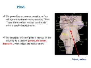 Define Pons Brainstem stroke syndromes ppt | PPTX