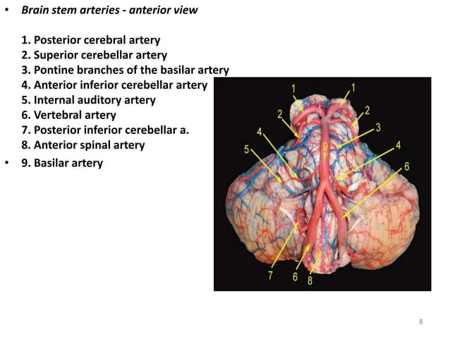 Brainstem stroke syndromes ppt | PPTX