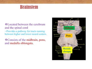 Lower Brainstem Brainstem stroke syndromes ppt | PPTX