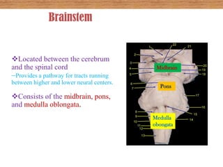 Brainstem


Located between the cerebrum
and the spinal cord                         Midbrain
 Provides a pathway for tra...