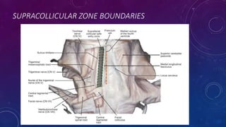 Subciliary Ridge Brain stem surgical anatomy and approaches | PPTX