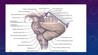 Brain stem surgical anatomy and approaches | PPTX