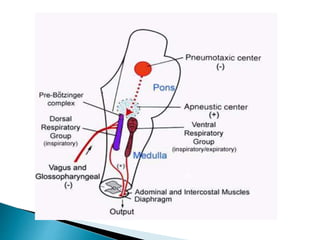 Brain stem syndromes | PPTX