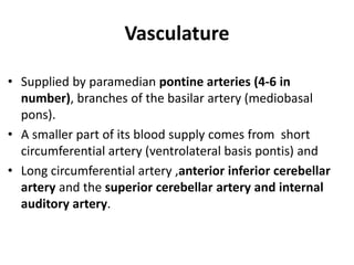 Vasculature
• Supplied by paramedian pontine arteries (4-6 in
number), branches of the basilar artery (mediobasal
pons).
• A smaller part of its blood supply comes from short
circumferential artery (ventrolateral basis pontis) and
• Long circumferential artery ,anterior inferior cerebellar
artery and the superior cerebellar artery and internal
auditory artery.
 