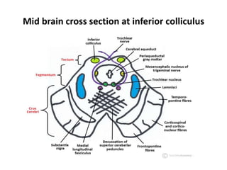 Mid brain cross section at inferior colliculus
 