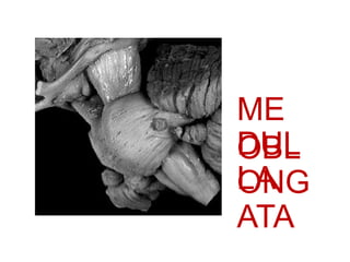 ME
DUL
LA
OBL
ONG
ATA
 