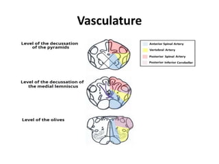 Vasculature
 