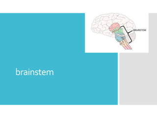 brainstem
 
