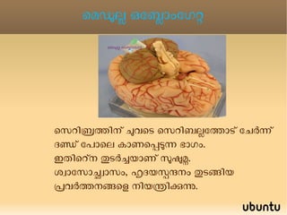 സെറിബ്രത്തിന്റെ ബാഹ്യഭാഗത്ത് ന്യൂറോണുകളുടെ കോശശരീരം തിങ്ങിഞെരുങ്ങി സ്ഥിതി ചെയ്യുന്നു . 