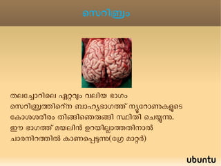 സെറിബ്രല്‍ വെന്‍ട്രിക്കിള്‍ , സെന്‍ട്രല്‍ കനാല്‍ , 