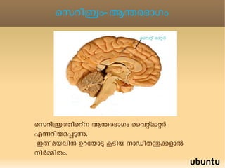 മെനിഞ്ജസിലെ സ്തരപാളി എന്നിവടങ്ങളില്‍ കാണപ്പെടുന്നു . 