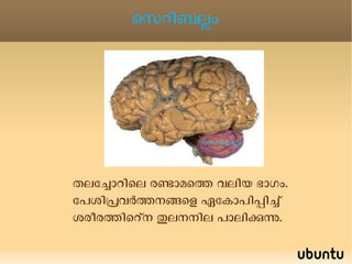 സെറിബ്രം തലച്ചോറിലെ ഏറ്റവും വലിയ ഭാഗം 