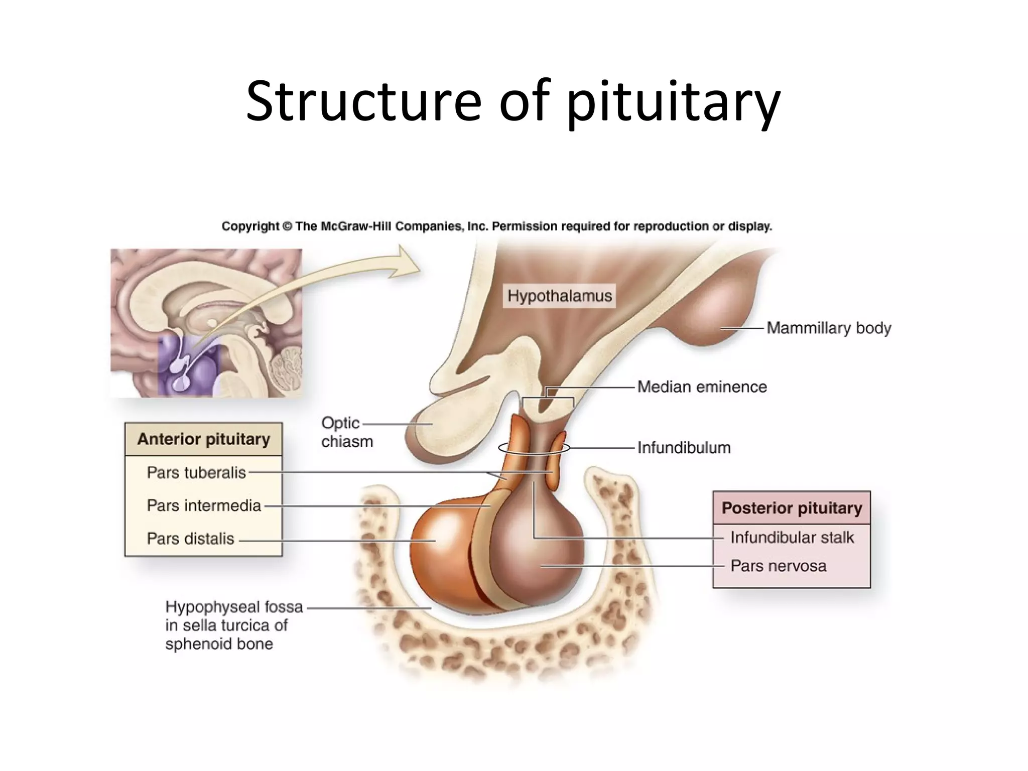 Structure of pituitary
 