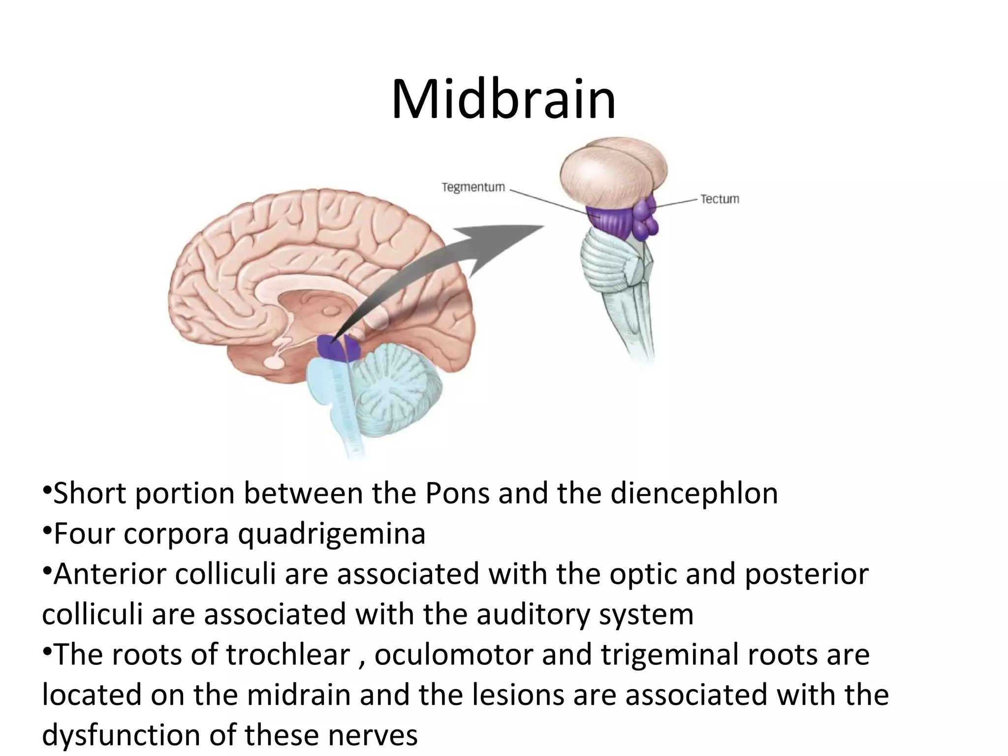 Midbrain
•Short portion between the Pons and the diencephlon
•Four corpora quadrigemina
•Anterior colliculi are associated with the optic and posterior
colliculi are associated with the auditory system
•The roots of trochlear , oculomotor and trigeminal roots are
located on the midrain and the lesions are associated with the
dysfunction of these nerves
 