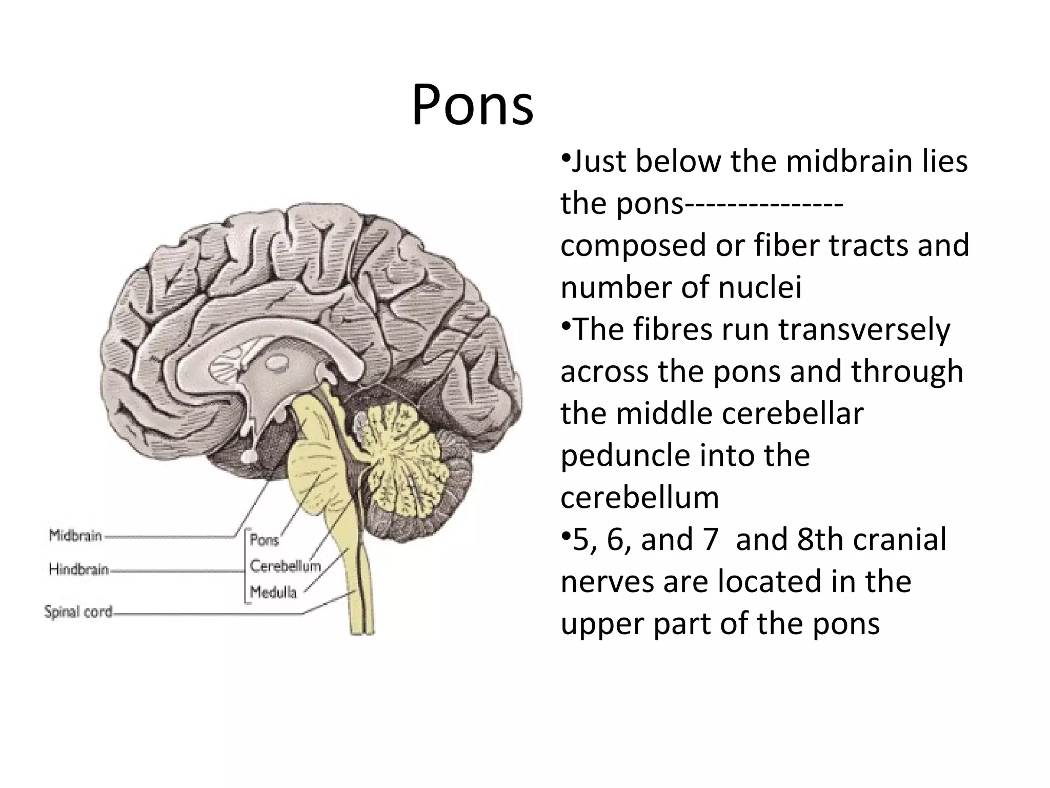 Pons
•Just below the midbrain lies
the pons---------------
composed or fiber tracts and
number of nuclei
•The fibres run transversely
across the pons and through
the middle cerebellar
peduncle into the
cerebellum
•5, 6, and 7 and 8th cranial
nerves are located in the
upper part of the pons
 