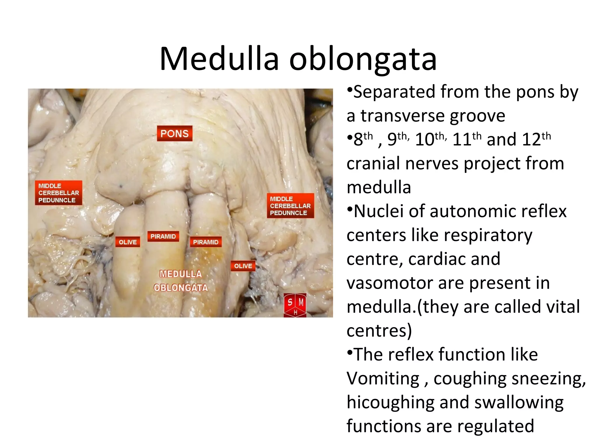 Medulla oblongata
•Separated from the pons by
a transverse groove
•8th
, 9th,
10th,
11th
and 12th
cranial nerves project from
medulla
•Nuclei of autonomic reflex
centers like respiratory
centre, cardiac and
vasomotor are present in
medulla.(they are called vital
centres)
•The reflex function like
Vomiting , coughing sneezing,
hicoughing and swallowing
functions are regulated
 