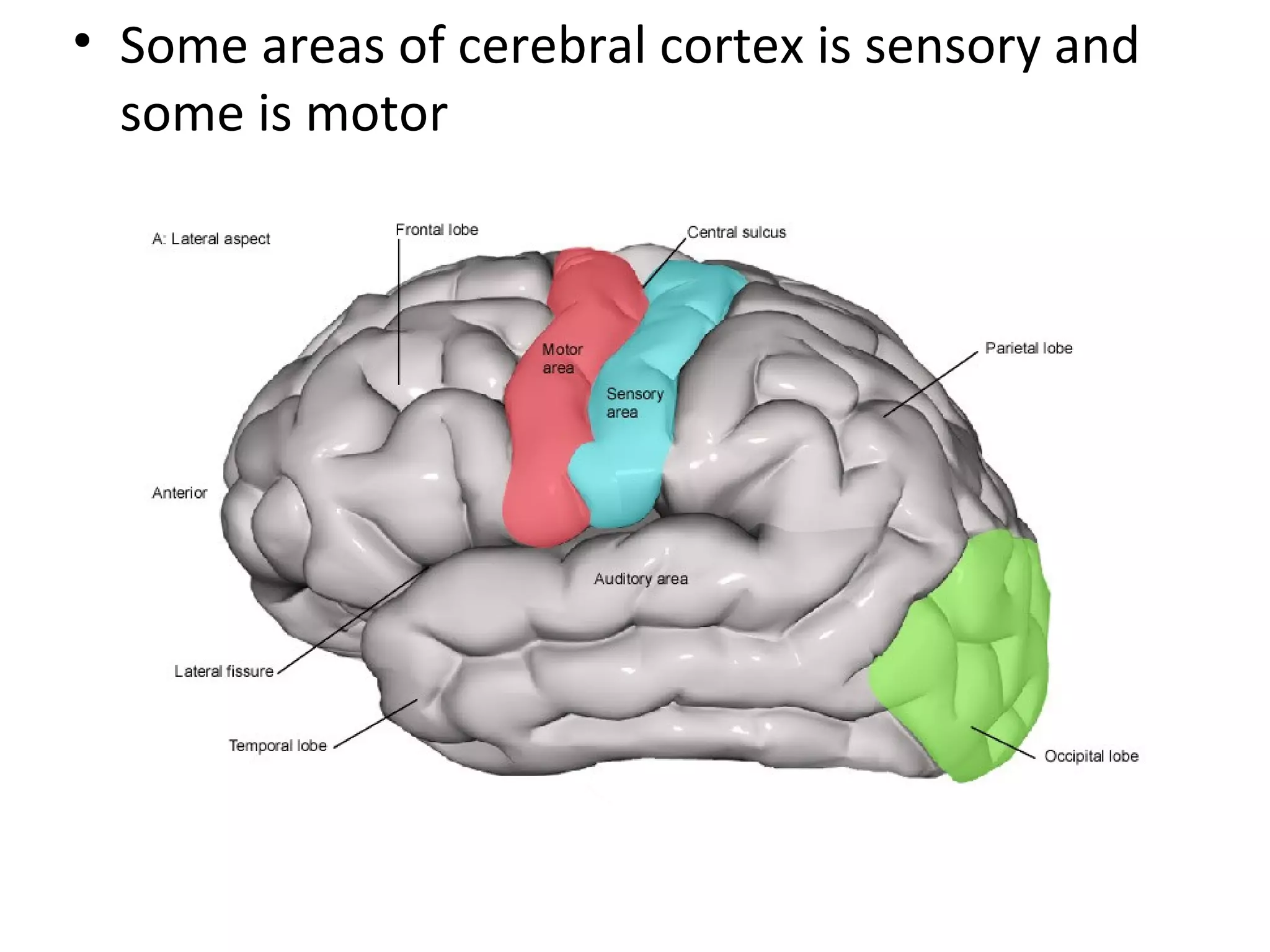 • Some areas of cerebral cortex is sensory and
some is motor
 