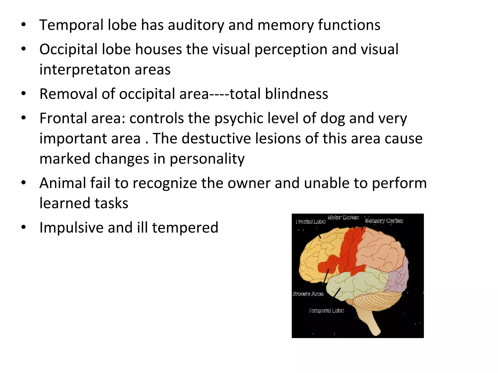 • Temporal lobe has auditory and memory functions
• Occipital lobe houses the visual perception and visual
interpretaton areas
• Removal of occipital area----total blindness
• Frontal area: controls the psychic level of dog and very
important area . The destuctive lesions of this area cause
marked changes in personality
• Animal fail to recognize the owner and unable to perform
learned tasks
• Impulsive and ill tempered
 