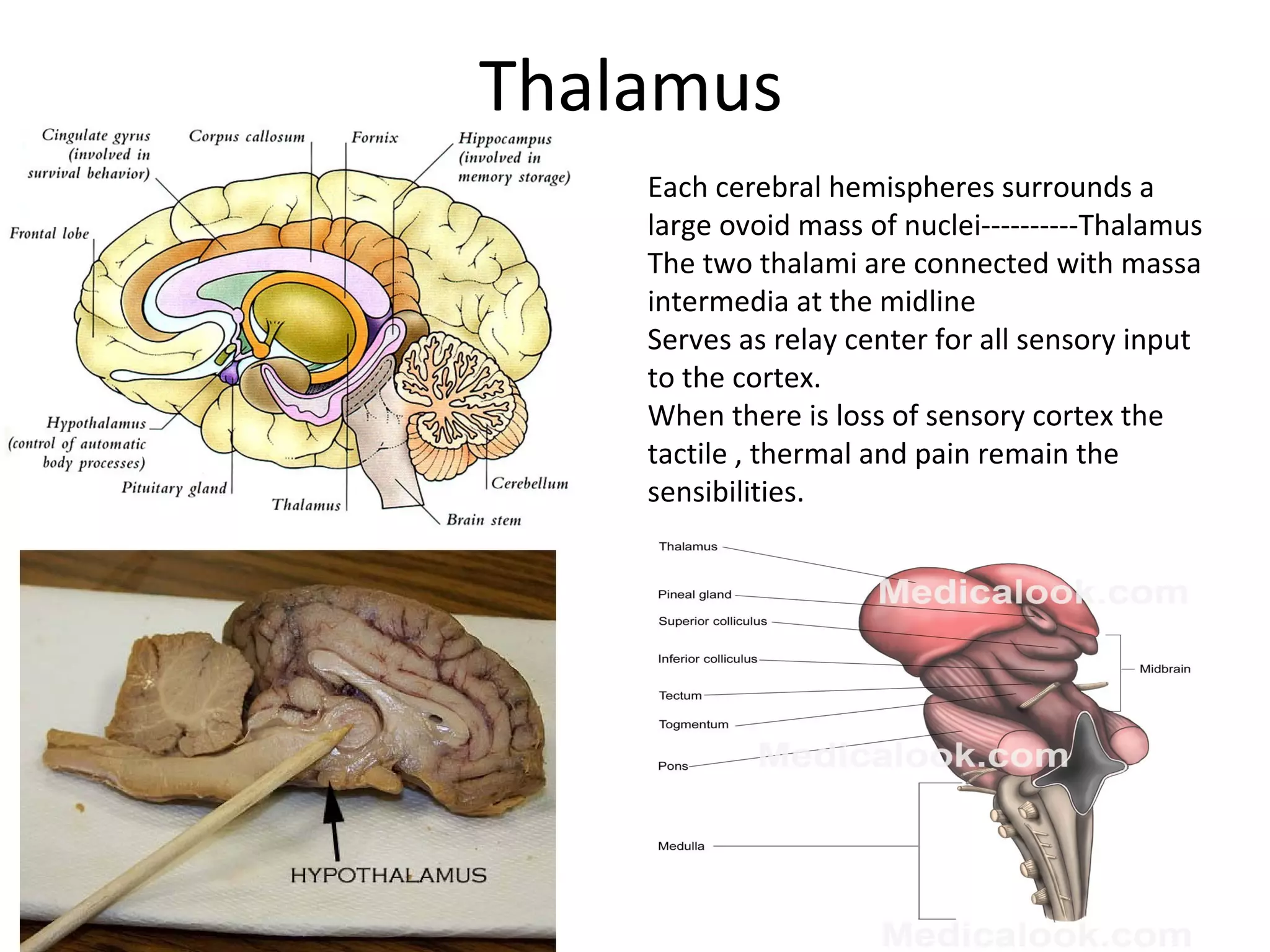 Thalamus
Each cerebral hemispheres surrounds a
large ovoid mass of nuclei----------Thalamus
The two thalami are connected with massa
intermedia at the midline
Serves as relay center for all sensory input
to the cortex.
When there is loss of sensory cortex the
tactile , thermal and pain remain the
sensibilities.
 
